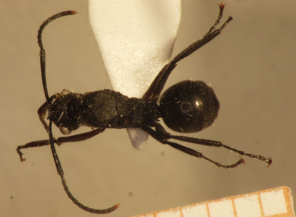 Foto Polyrhachis 8 dorsal