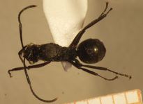 Polyrhachis 8 dorsal
