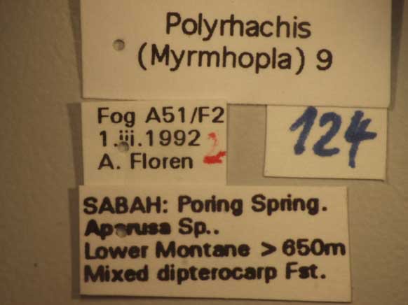 Foto Polyrhachis 9 Label