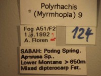 Polyrhachis 9 Label