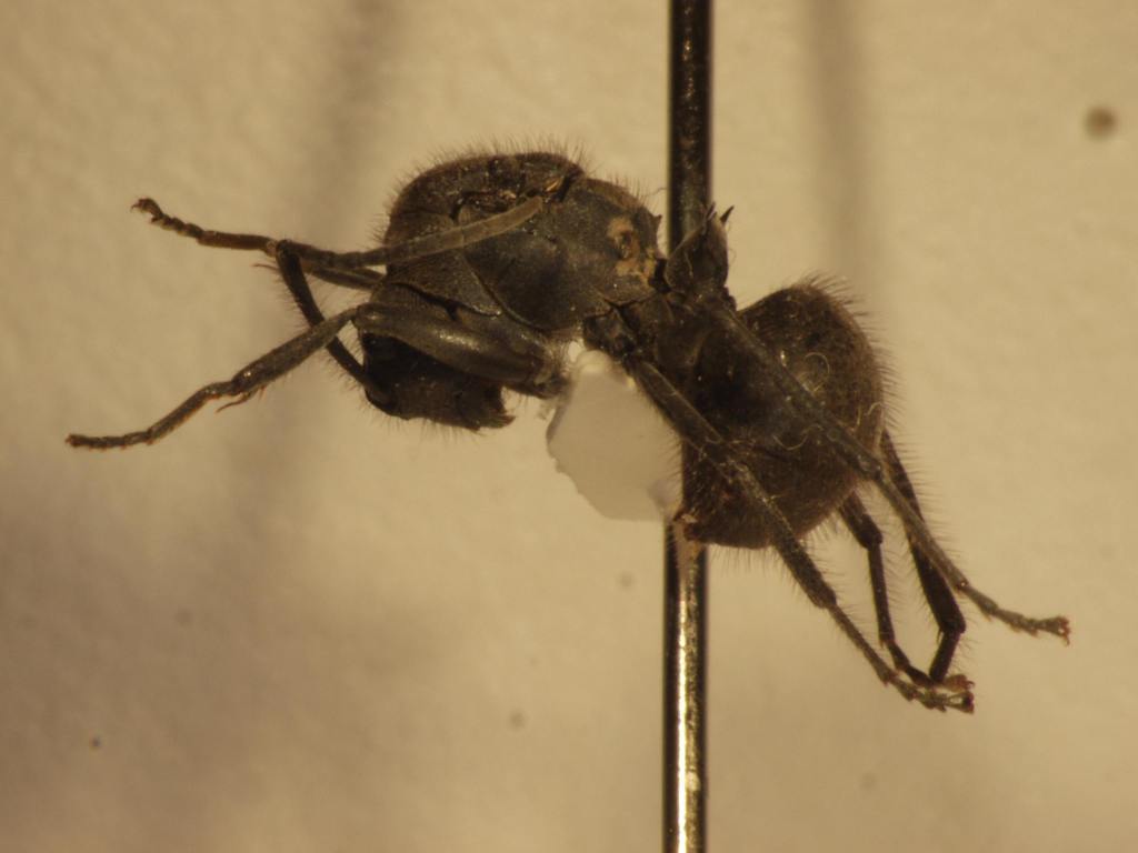 Foto Polyrhachis 9 lateral