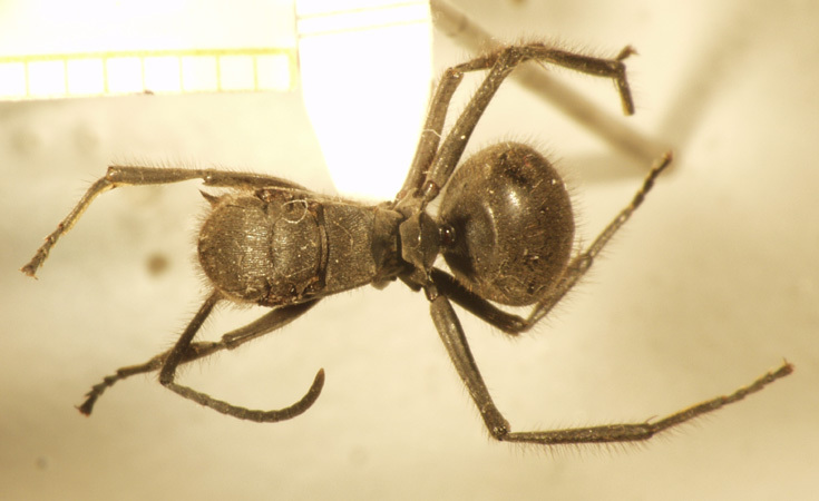 Foto Polyrhachis 9 dorsal