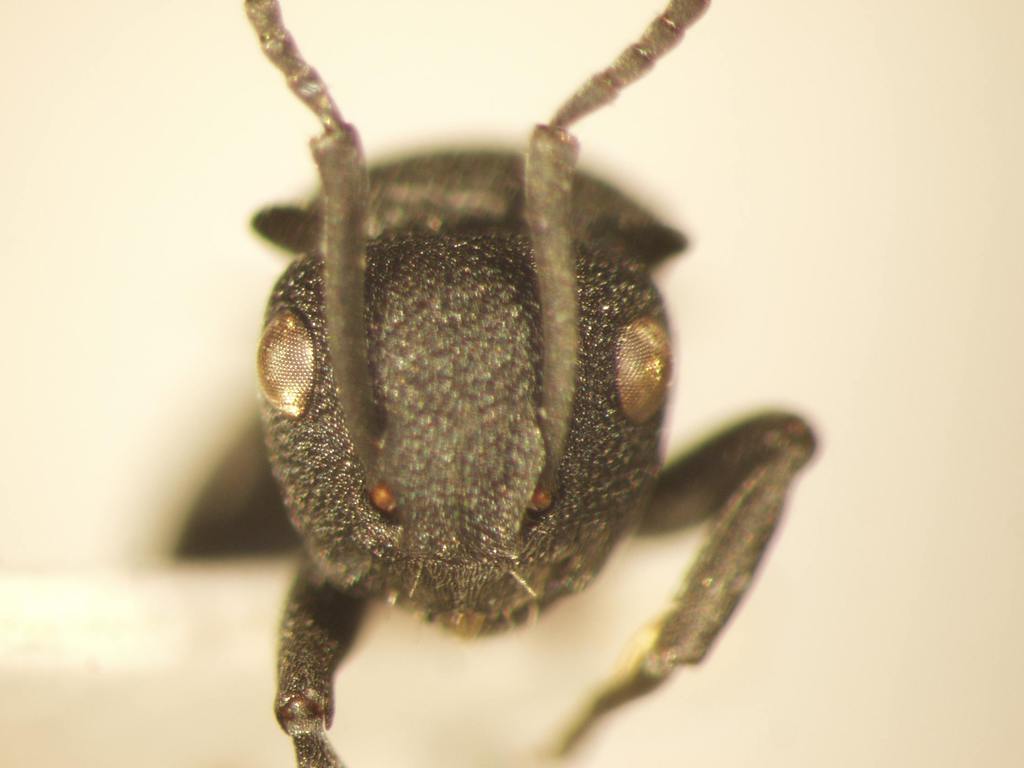 Foto Polyrhachis cryptoceroides Emery,1887 frontal