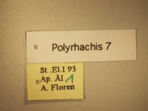 Foto Polyrhachis cryptoceroides Emery,1887 Label