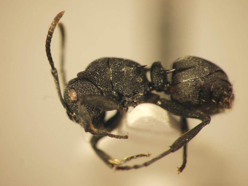 Foto Polyrhachis cryptoceroides Emery,1887 lateral