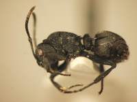 Polyrhachis cryptoceroides Emery,1887 lateral