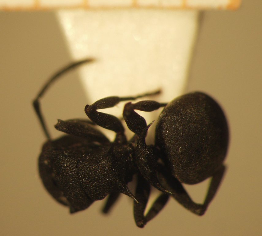 Foto Polyrhachis cryptoceroides Emery,1887 dorsal