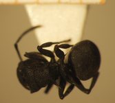 Polyrhachis cryptoceroides Emery,1887 dorsal
