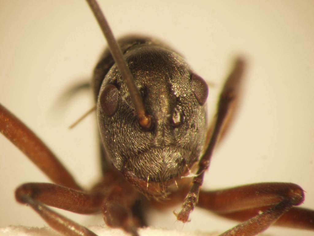 Foto Polyrhachis mitrata Menozzi,1932 frontal
