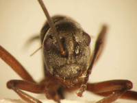 Polyrhachis mitrata Menozzi,1932 frontal