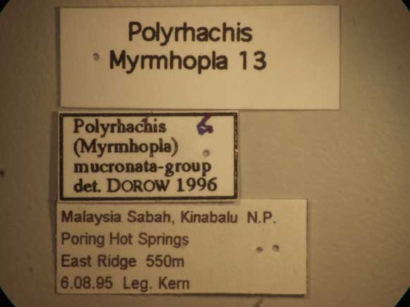 Foto Polyrhachis mitrata Menozzi,1932 Label