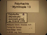 Polyrhachis mitrata Menozzi,1932 Label