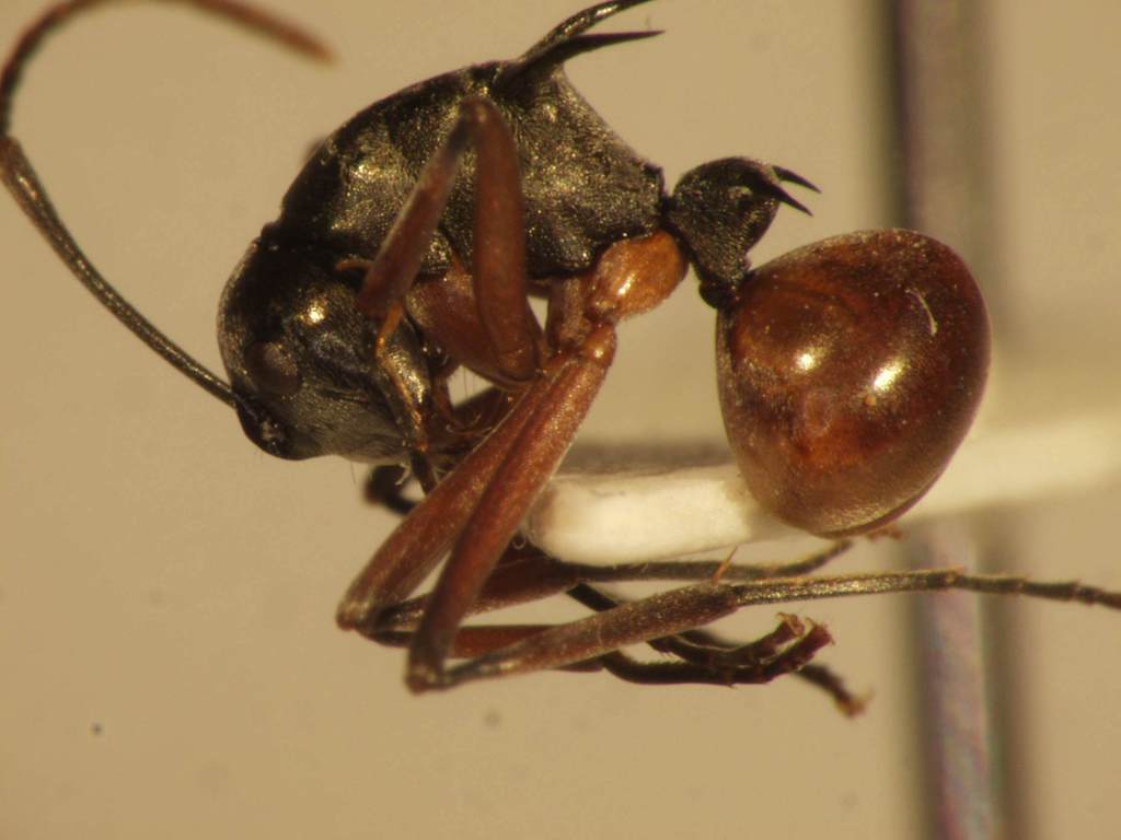 Foto Polyrhachis mitrata Menozzi,1932 lateral