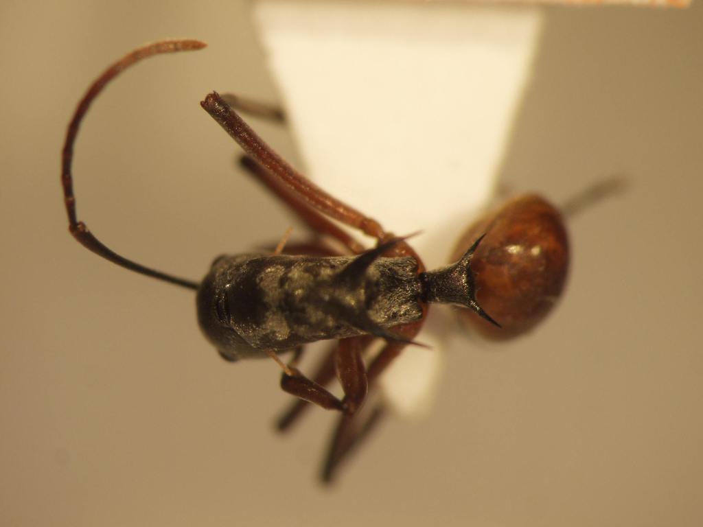 Foto Polyrhachis mitrata Menozzi,1932 dorsal