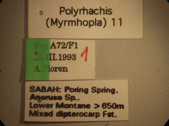 Foto Polyrhachis saevissima romanovi Santschi,1928 Label