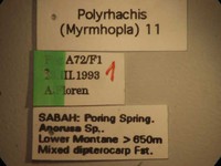 Polyrhachis saevissima romanovi Santschi,1928 Label