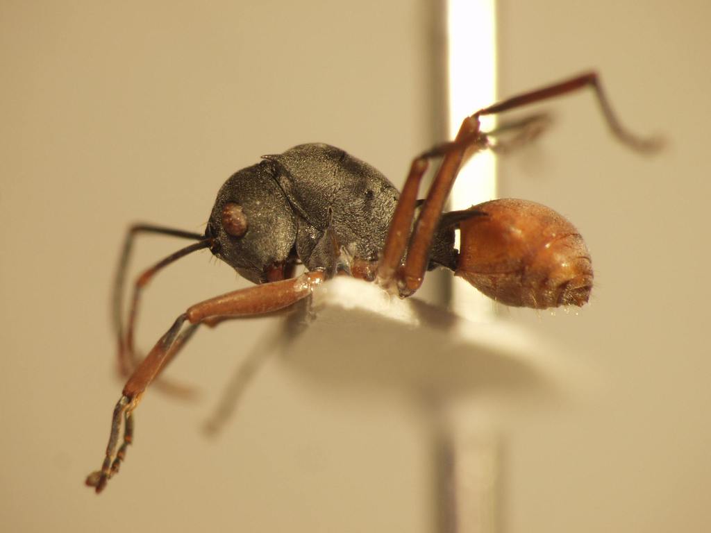 Foto Polyrhachis saevissima romanovi Santschi,1928 lateral