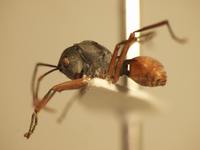 Polyrhachis saevissima romanovi Santschi,1928 lateral