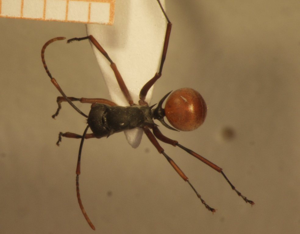Foto Polyrhachis saevissima romanovi Santschi,1928 dorsal
