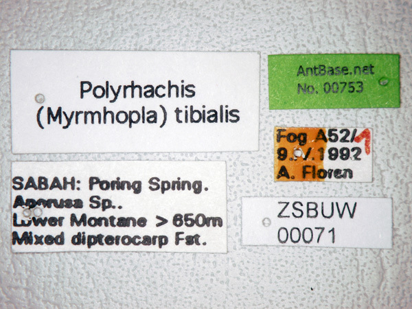 Foto Polyrhachis tibialis Smith,1858 Label