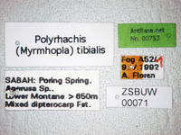 Polyrhachis tibialis Smith,1858 Label