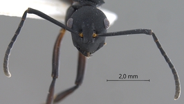 Polyrhachis tristis Mayr,1867 frontal