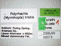 Polyrhachis tristis Mayr,1867 Label