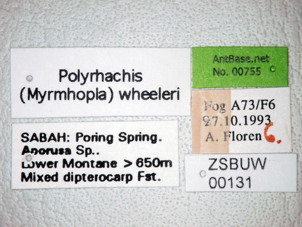 Foto Polyrhachis wheeleri Mann,1919 Label