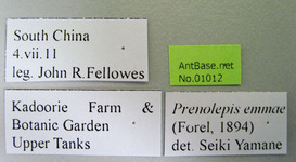 Prenolepis emmae Forel, 1894 Label