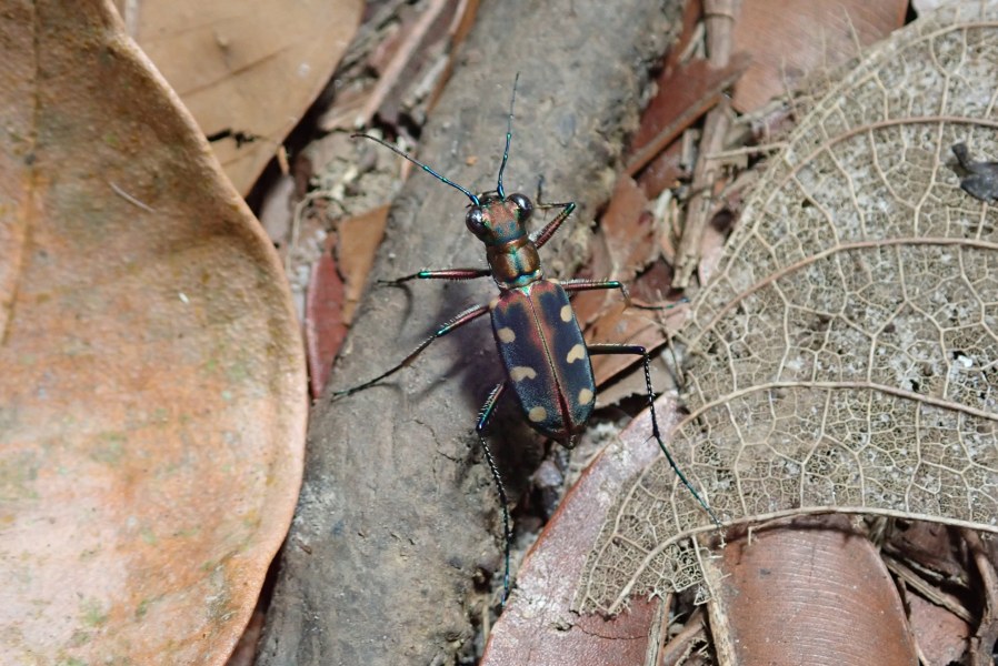 Expedition to collect ants at the Mount Mulu: Part 1