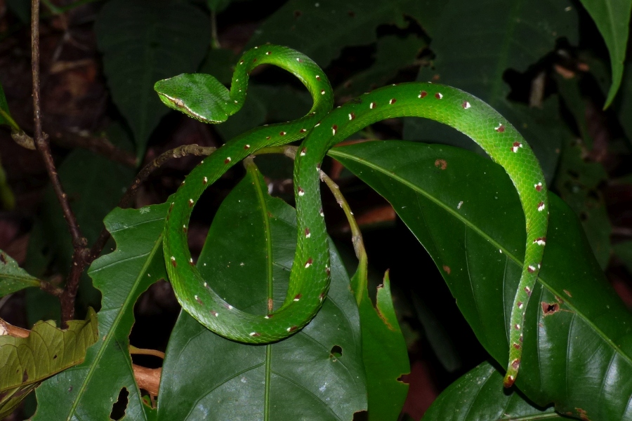 Expedition to collect ants at the Mount Mulu: Part 1