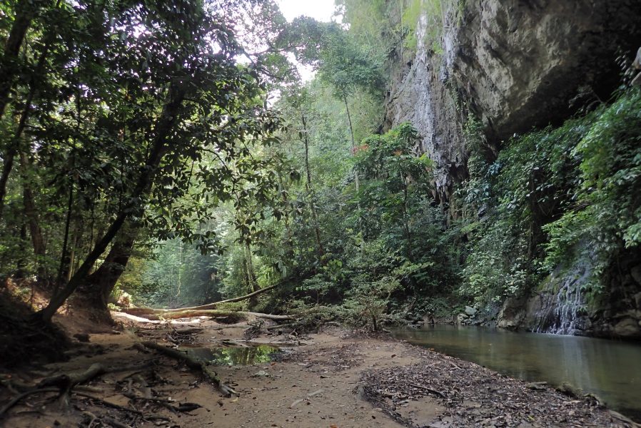 Expedition to collect ants at the Mount Mulu: Part 1