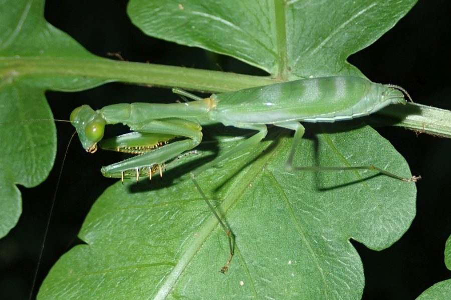 Expedition to collect ants at the Mount Mulu: Part 1