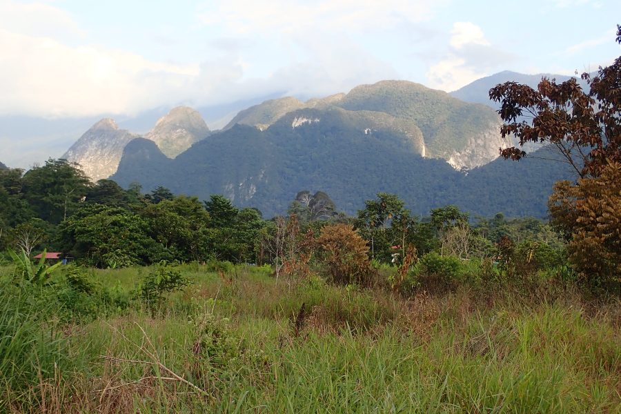 Expedition to collect ants at the Mount Mulu: Part 1