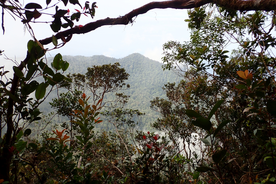 Expedition to collect ants at the Mount Mulu: Part 1