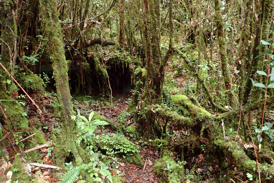 Expedition to collect ants at the Mount Mulu: Part 1