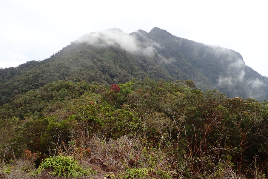 Expedition to collect ants at the Mount Mulu: Part 1