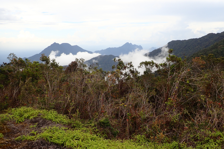 Expedition to collect ants at the Mount Mulu: Part 1