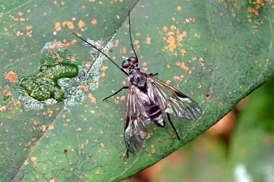 Expedition to collect ants at the Mount Mulu: Part 1