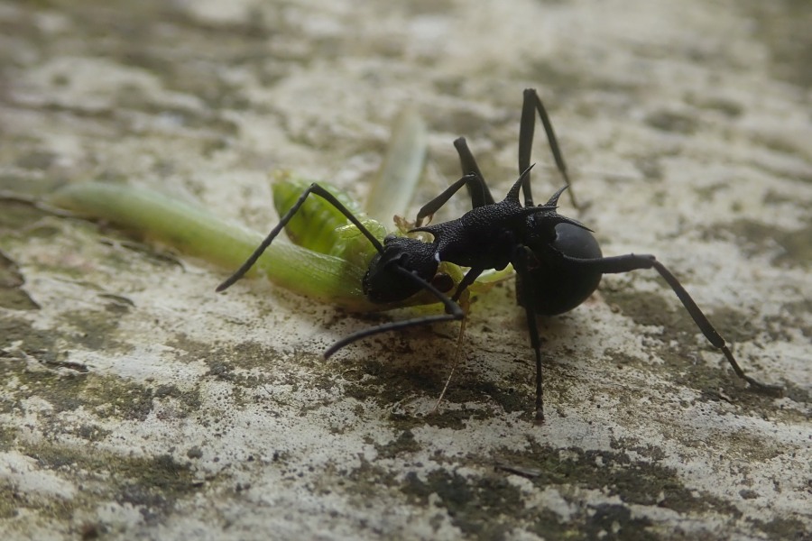 Expedition to collect ants at the Mount Mulu: Part 1