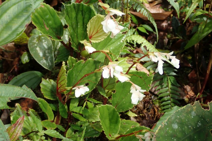 Expedition to collect ants at the Mount Mulu: Part 1