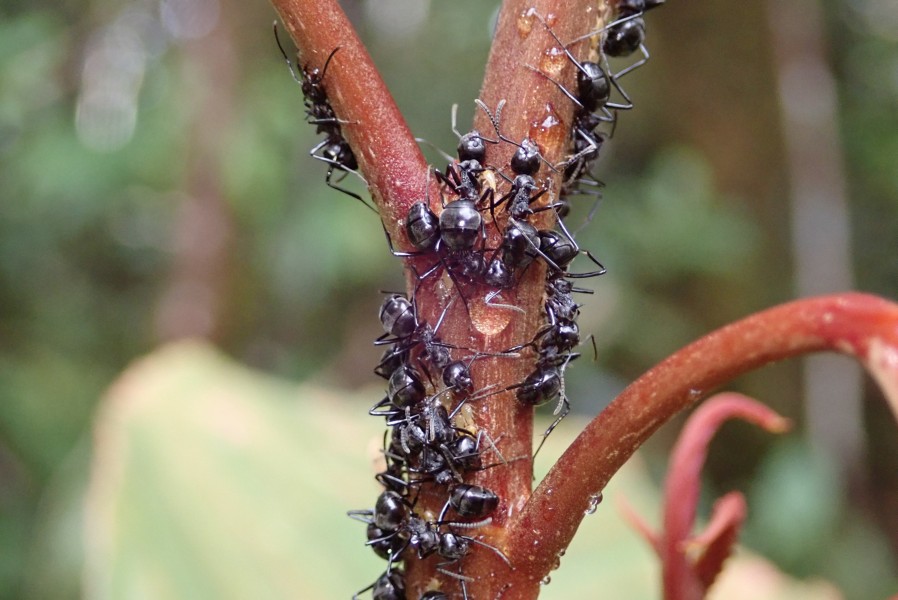 Expedition to collect ants at the Mount Mulu: Part 1