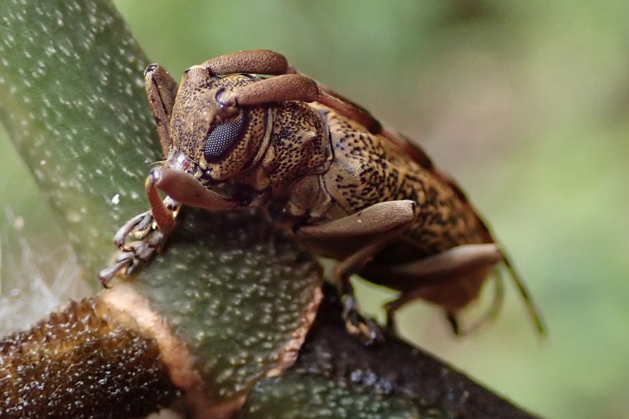 Expedition to collect ants at the Mount Mulu: Part 1