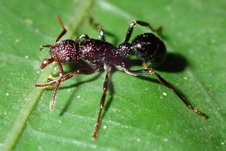 Expedition to collect ants at the Mount Mulu: Part 1