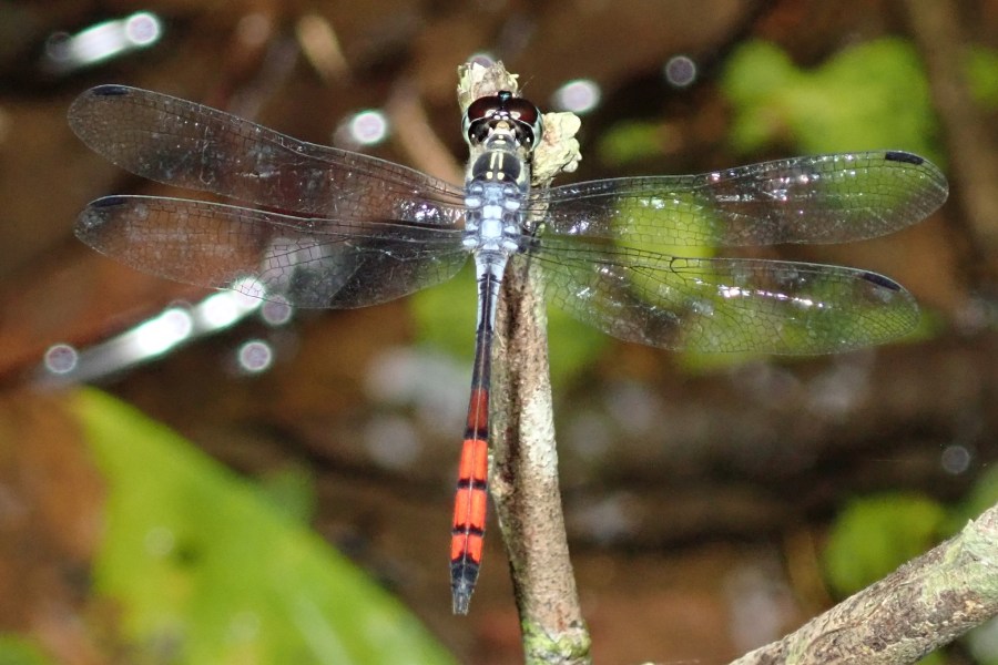 Expedition to collect ants at the Mount Mulu: Part 1