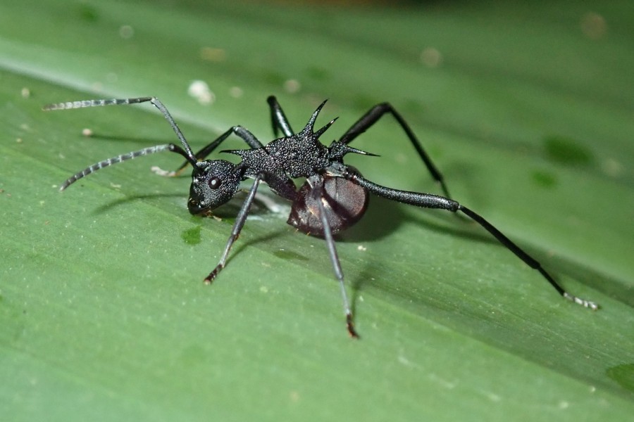 Expedition to collect ants at the Mount Mulu: Part 1