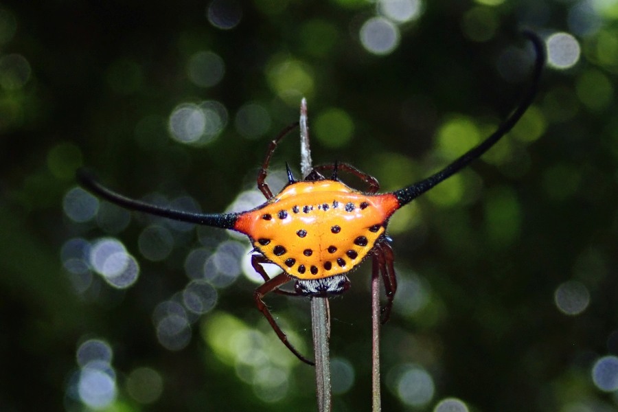 Expedition to collect ants at the Mount Mulu: Part 1