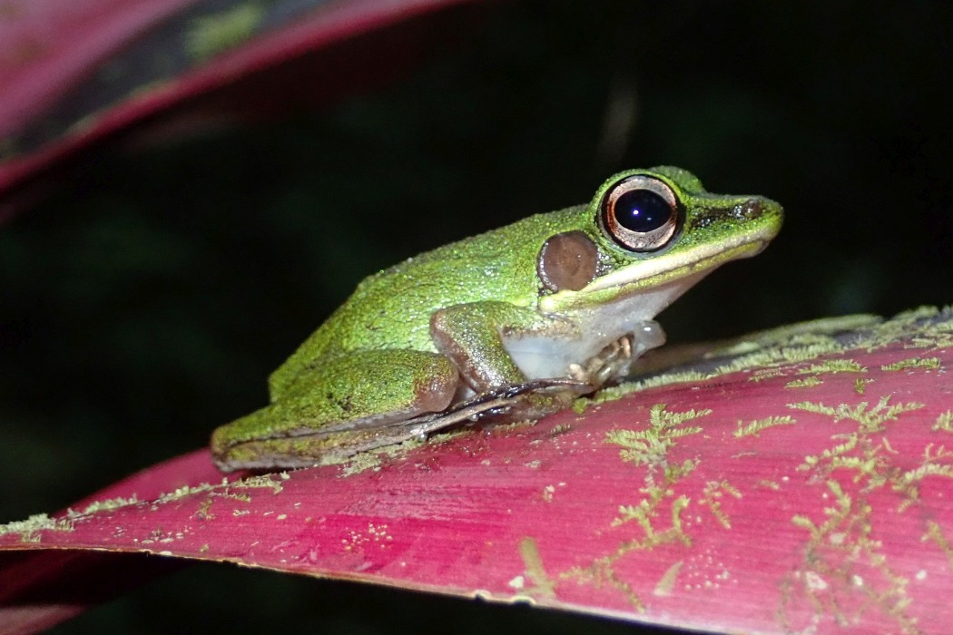 Expedition to collect ants at the Mount Mulu: Part 1