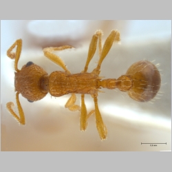 Myrmica constricta Karavaiev, 1934 dorsal