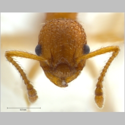 Myrmica constricta Karavaiev, 1934 frontal